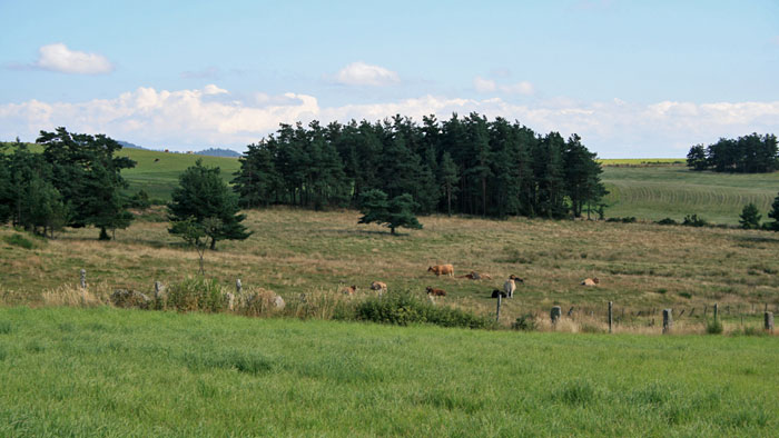 Paysage d'Aubrac