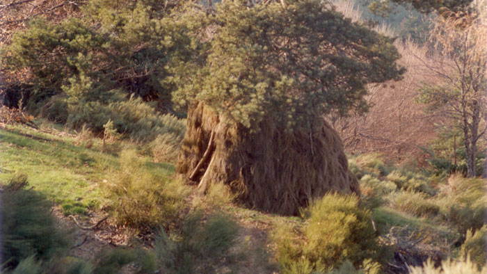 Cabane au Roubertes